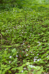 Herb Robert (Geranium Robertainum)