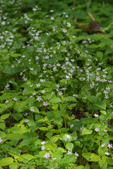 Herb Robert (Geranium Robertainum)