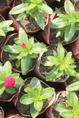 Madagascar periwinkle flower plant on nursery