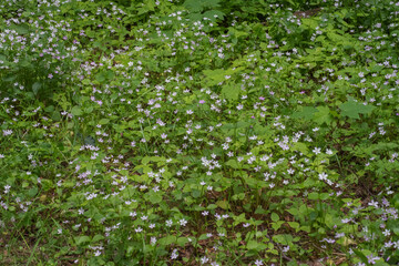 Herb Robert (Geranium Robertainum)