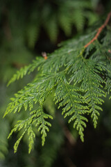 Western red cedar (Thuja plicata)