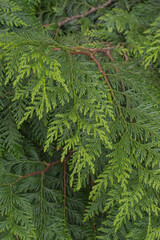 Western red cedar (Thuja plicata)