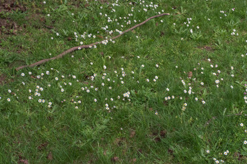 Daisy (Bellis perennis)
