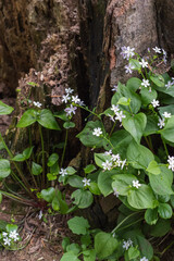Herb Robert (Geranium Robertainum)