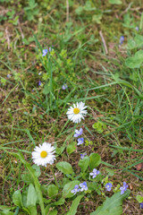 Daisy (Bellis perennis)