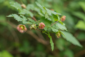 Blackberry (Rubus Americanus)