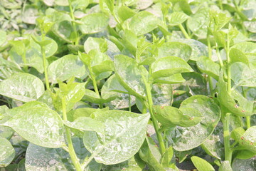 Malabar spinach on farm for harvesting