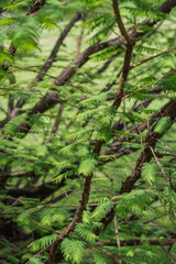 Fototapeta premium Dawn redwood (Metasequoia glyptostroboides)