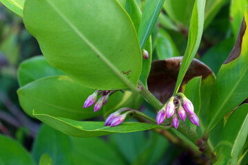 Obraz premium A bunch of Ardisia elliptica flower buds, an evergreen tree, also known as the shoebutton ardisia, duck's eye and coralberry, native to Indonesia.