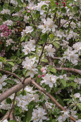Crabapple (Malus)