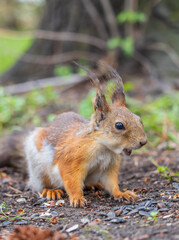 Squirrel sitting in green grass. Eurasian Red squirrel sitting in grass against bright green background