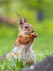 Close-up Portrait of Squirrel. Squirrel eats a nut while sitting in green grass.
