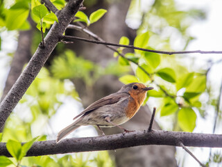 European Robin, Erithacus rubecula, song bird sits on tree in the spring forest or park