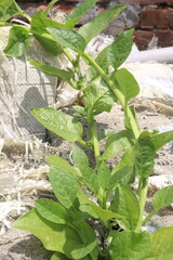 Malabar spinach on farm for harvesting