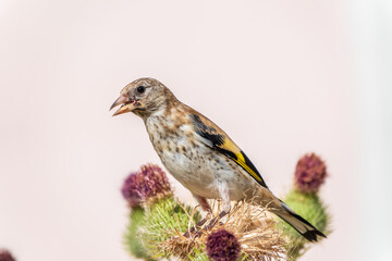 European goldfinch with juvenile plumage, feeding on the seeds of thistles. Carduelis carduelis.