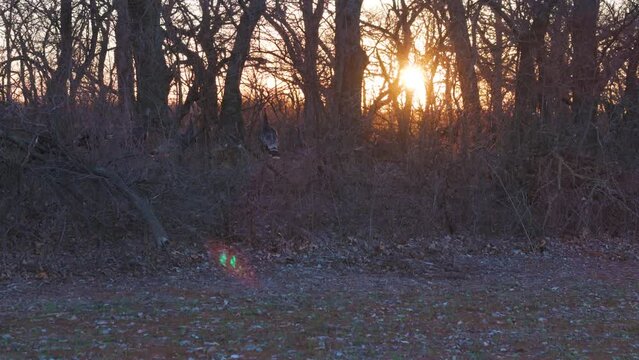 Large Flock of Wild Turkeys in thicket with Sunset.
