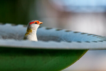 Red-browed Finch