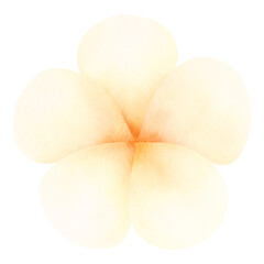 plumeria flower watercolor-2