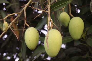 Mango on tree in farm for sell