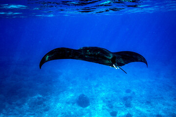 Manta ray swimming in the azure blue waters off Lady Elliot Island, on the Great Barrier Reef,...