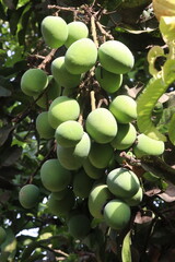 Mango on tree in farm for sell