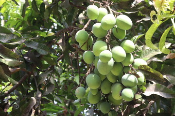 Mango on tree in farm for sell