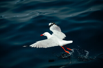 Seagull running across the ocean's surface