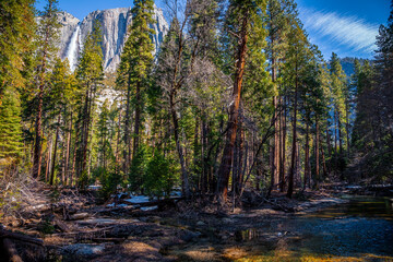 View through the Forest of Yosemite Falls in Winter, Yosemite National Park, California