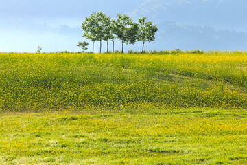 新緑の木と菜の花畑