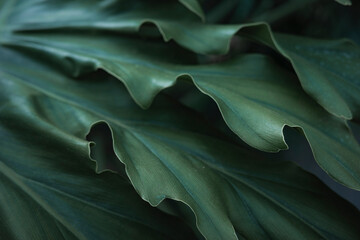 大温室 神代植物公園