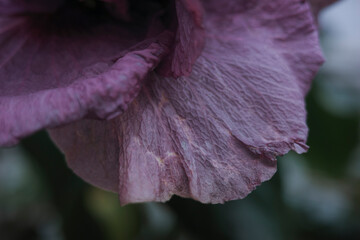 大温室 神代植物公園　花びら