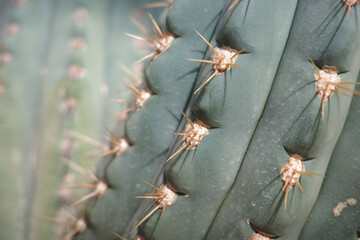 大温室 神代植物公園　サボテン