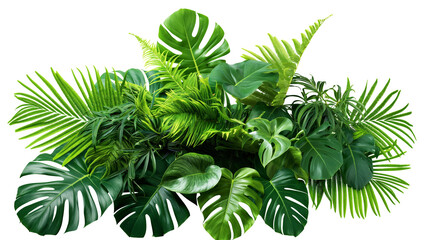 Tropical leaves foliage plant jungle bush with monstera and tropic plants palm leaves isolated on white background