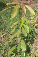 Mango plant on farm for harvest are cash crops