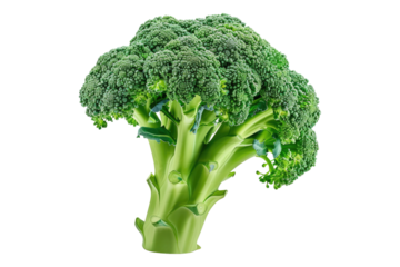 Broccoli isolated on transparent background