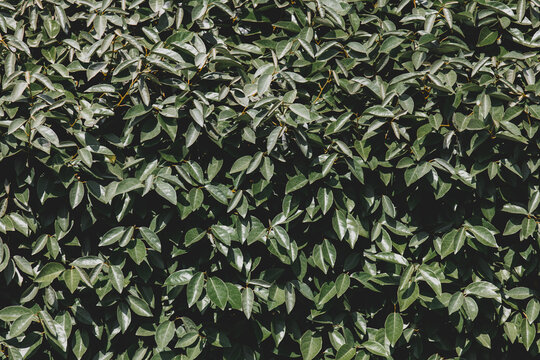 Selective focus dark green leaves of Elaeagnus ebbingei in garden, Thorny olive, Spiny oleaster and Silverthorn is a species of flowering plant in the family Elaeagnaceae, Nature greenery background.