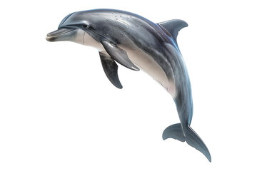 Fototapeta premium Dolphin isolated on transparent background