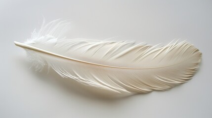 A plain white background with a single, delicate feather resting on the bottom.