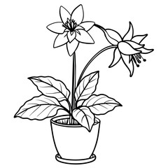 Columbine flower outline illustration coloring book page design, Columbine flower black and white line art drawing coloring book pages for children and adults
