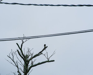 Bird shot from Cafe Bayland Mountain, Wanli District Taiwan.