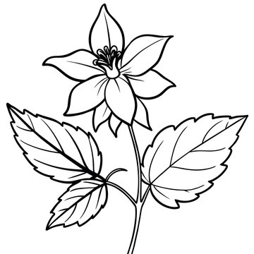 recommend clip art: Columbine flower outline illustration coloring book page design, Columbine flower black and white line art drawing coloring book pages for children and adults
                    