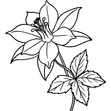 recommend clip art: Columbine flower outline illustration coloring book page design, Columbine flower black and white line art drawing coloring book pages for children and adults
                    