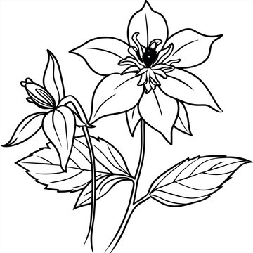 recommend clip art: Columbine flower outline illustration coloring book page design, Columbine flower black and white line art drawing coloring book pages for children and adults
                    