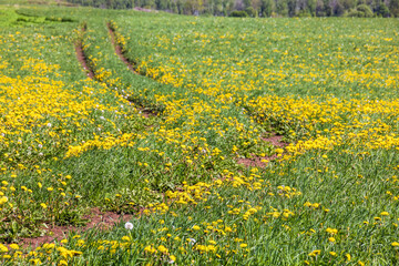 Tire track on meadow with flowering dandelions