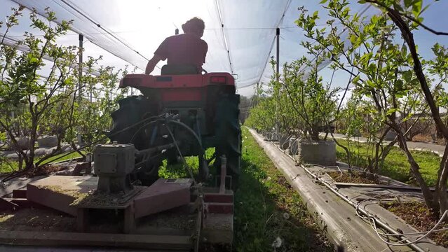 Farmer using bush hog on a tractor to cut weeds in a blueberries plant plantation.