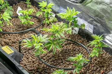 Medical Cannabis Sativa plants growing indoors Lab system legal light drugs medication medicine concept selective focus