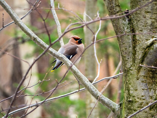 A cute waxwing sits half-turned on a tree branch. Close-up. Spring forest background with waxwing.