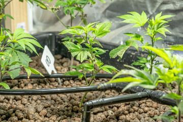 Medical Cannabis Sativa plants growing indoors Lab system legal light drugs medication medicine concept selective focus