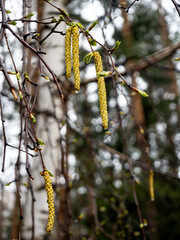 Blooming birch catkins against a background of white tree trunks and forest. Close-up. Spring forest background with blooming birch trees.