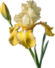 Close-up of a blooming iris flower. 